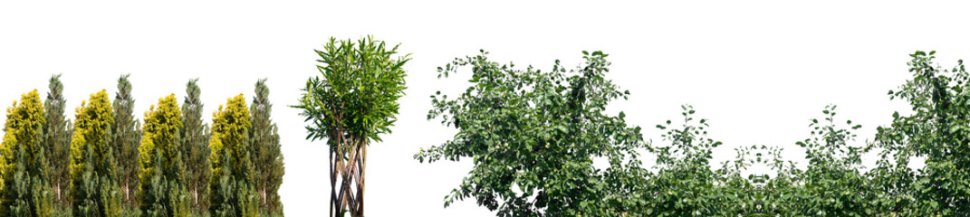 plant set with leaf, tree design in nature garden. greenery, grass, bush, and shrub collection,