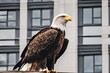 © Oualid - Bald Eagle Standing Over a Building