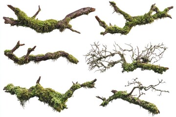 A close-up shot of a collection of moss-covered branches on a white background, ideal for use in nature-themed designs and illustrations