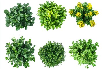 Poster - A diverse selection of plants arranged on a clean white surface