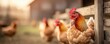 © ZpongXED - A lively hen standing proudly in a rustic farmyard. The warm light creates a serene atmosphere on a beautiful day.
