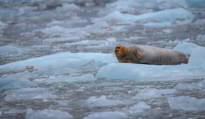 Wall Mural - Walrus minding his own business on ice