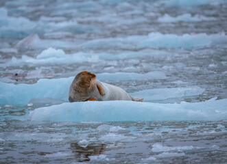 Wall Mural - Walrus minding his own business on ice