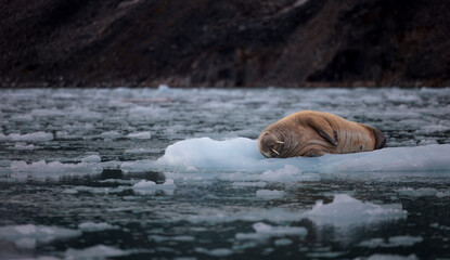 Wall Mural - walrus minding his own business on ice