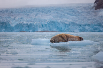 Wall Mural - walrus minding his own business on ice