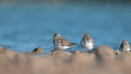 Wall Mural - In the Kabakli pond in Diyarbakır, many Dunlin (Calidris alpina), Temminck's Stint (Calidris temminckii) and Little Stint (Calidris minuta) are feeding together.