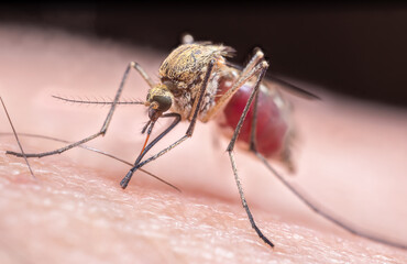 extreme close-up of mosquito biting person