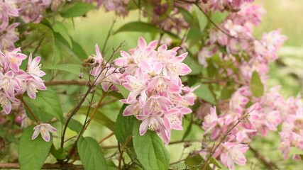 Wall Mural - The flowers of the pink deutzia are swayed by the wind. Bees collect nectar.