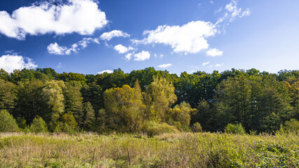 View to the edge of the forest