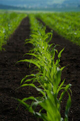 Wall Mural - Green small corn sprouts in row of cultivated agricultural field, low angle view. Selective focus.