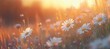 © Sevinj	 - Daisies in Sunset Glow Creating a Dreamy Atmosphere. AI generated illustration