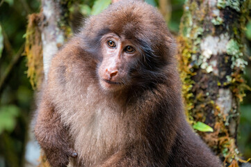 Close-up of a macaque in the forest