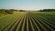 A drone shot of a cornfield with neat rows of plants extending into the distance under clear skies.
