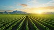 © Kin no Hikari - Expansive green fields with rows of crops under a vibrant sunrise.