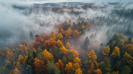 Canvas Print - Aerial View of an Autumnal Forest Enveloped in Mist