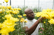 © Mediaphotos - Front view portrait of bearded African American man as male gardener caring for yellow flowers in glass greenhouse