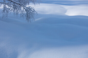 Poster - fond blanc de neige avec ombres et lumière et petite branche, arrière-plan, hiver, froid