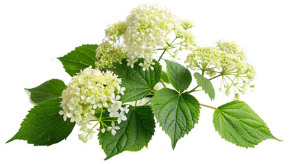 Wall Mural - Creeping flowering plant Climbing hydrangea isolated on white or transparent background