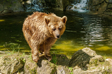 oso pardo bañandose