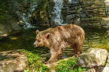 oso pardo bañandose