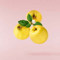 Fresh ripe yellow Quince fruit  falling in the air isolated on pink background. Food levitation or zero gravity conception