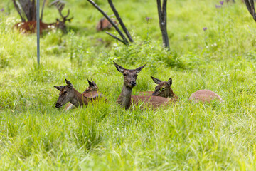 A small herd of female red elk lying in the meadow