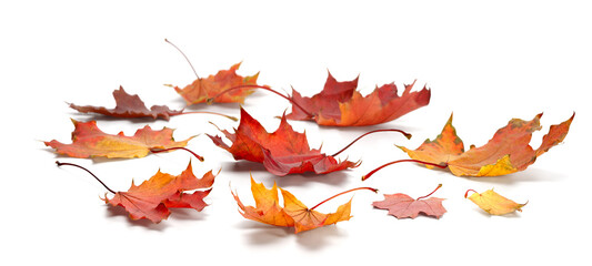 Aufkleber - autumn season concept, maple leaf isolated on white background