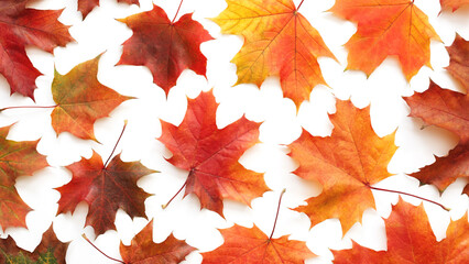 Aufkleber - Autumn orange  leaves falling down Isolated on white background
