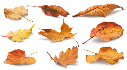Aufkleber - Autumn yellow orange leaves falling down Isolated on white background