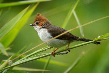 Wall Mural - chestnut-crested yuhina staphida everetti bird in zosteropidae, found in brunei, indonesia and malay