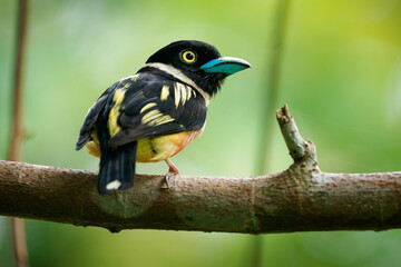 Wall Mural - black-and-yellow broadbill eurylaimus ochromalus small bird black head, breastband, white neckband, 