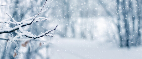 Canvas Print - winter forest with snowy tree branch on blurred background during snowfall