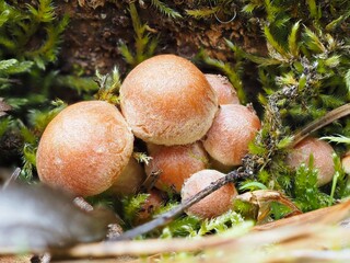 Pilz im Wald als Makro mit unscharfem Hintergrund