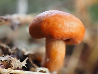 Pilz im Wald als Makro mit unscharfem Hintergrund