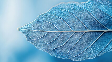 Wall Mural -   Blue leaf on blurry light background