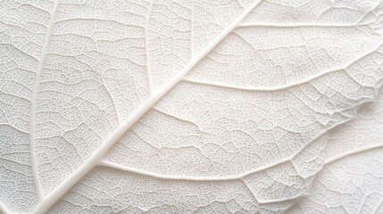 Sticker -   White leaf texture close-up, top part only visible