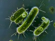 © bvbflo1 - Escherichia Coli , E. Coli Bacterial Strains, Health and Food Safety microcosm, organismal and human biology science and research.