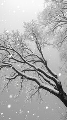 Canvas Print - Snow-Covered Tree Branches in Winter Landscape