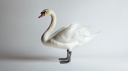 Poster -  A long-necked, white bird with a single black beak stands on a white background