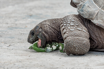 Aldabra giant tortoise eating leaves. Close-up. La Digue Island, Seychelles