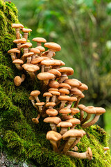 Canvas Print - Brown honey mushrooms in a autumn forest	