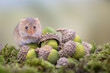 © Erika Valkovicova - Adorable harvest mouse sitting between green acorns and eating
