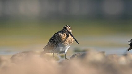 Wall Mural - Common snipe (Gallinago gallinago) is a rare species, it can be seen in the wetlands of the Tigris Valley in all seasons of the year.