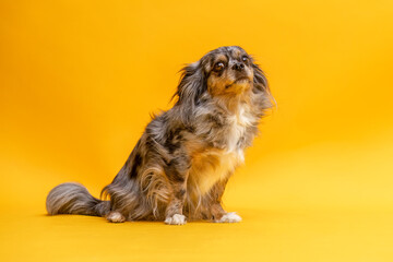 Poster - Cute portrait of a longhaired merle chihuahua dog in front of colorful yellow studio background