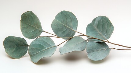 Poster -   A green leaf on a branch with water droplets