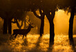 © JoseAngel - a deer at sunset in the forest