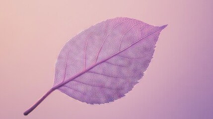 Sticker -   Close-up of a purple leaf against a backdrop of pink and purple, with a hazy sky in the distance