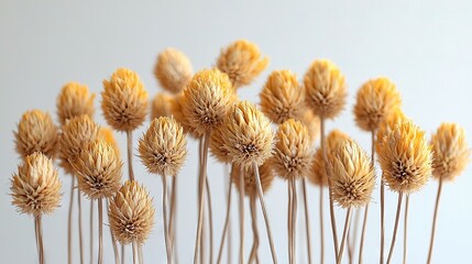 Canvas Print -   Dried flowers on white table, wooden stick nearby