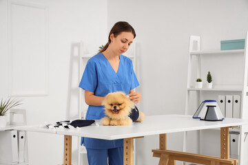 Sticker - Female veterinarian putting recovery suit on Pomeranian dog after sterilization in clinic