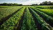 © GoldPumaze - A research project examining the effects of cover crops on soil health.